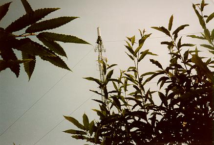 Midhurst TV mast